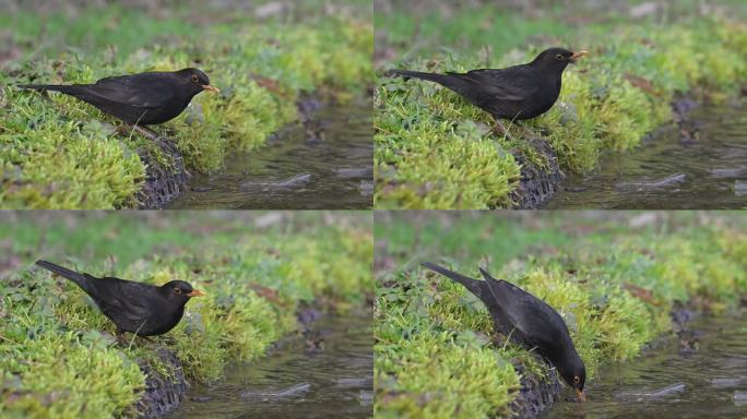 黑鸟喝冰水
