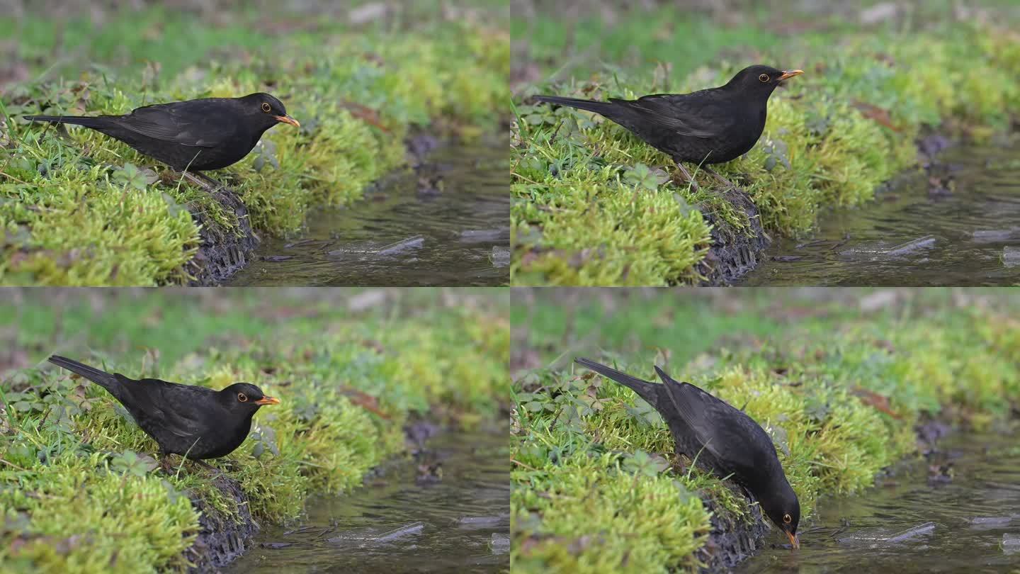 黑鸟喝冰水
