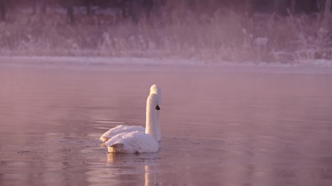 冬季寒冷冰河上野生的白天鹅在嬉戏飞翔觅食
