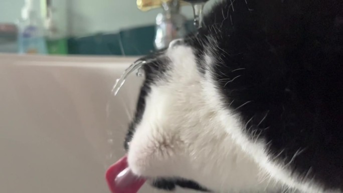 穿着燕尾服的猫咪从水龙头里喝水，慢动作
