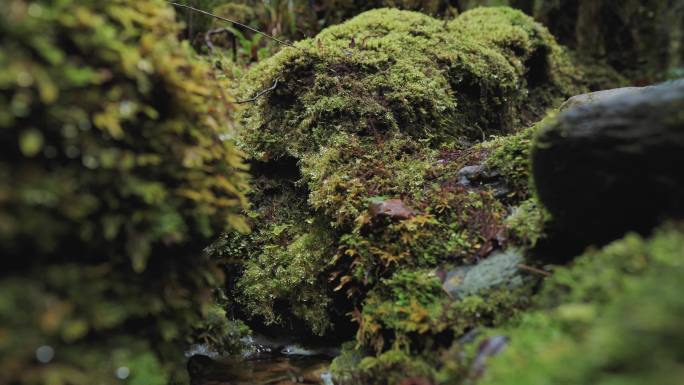 新西兰原始森林滴水的青苔