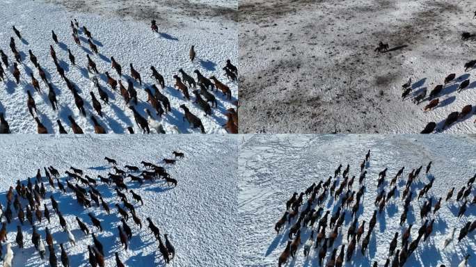 新疆伊犁天马旅游文化园雪景马群奔跑