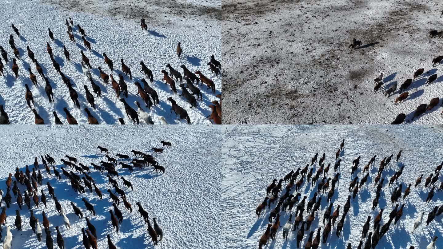新疆伊犁天马旅游文化园雪景马群奔跑