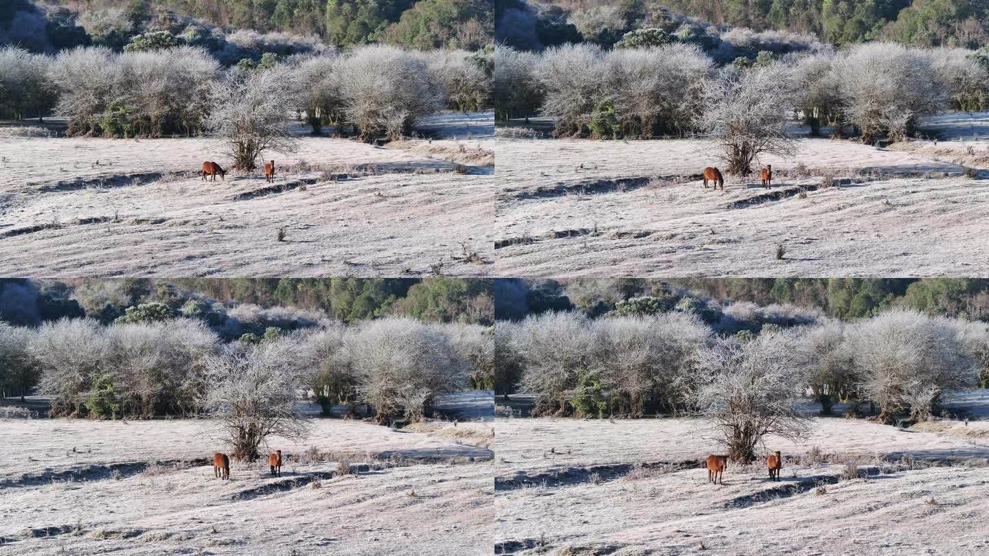 挂满白霜的树下有两匹马