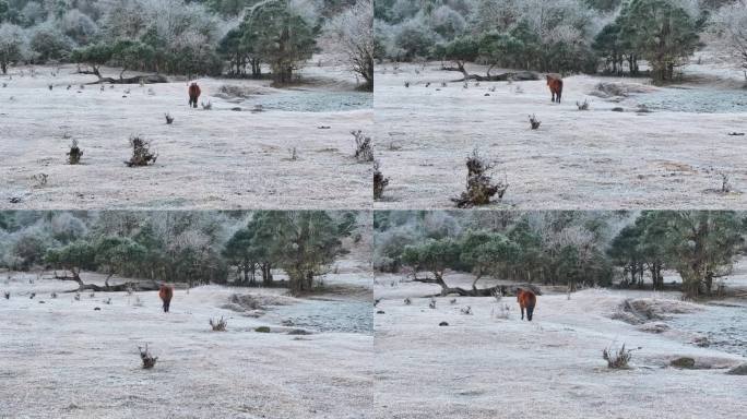 马儿在霜地上奔跑