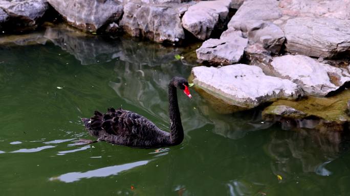 江南园林南京瞻园中式庭院池塘里的黑天鹅