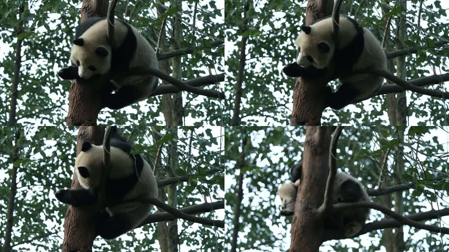 四川都江堰熊猫乐园树上的大熊猫青花