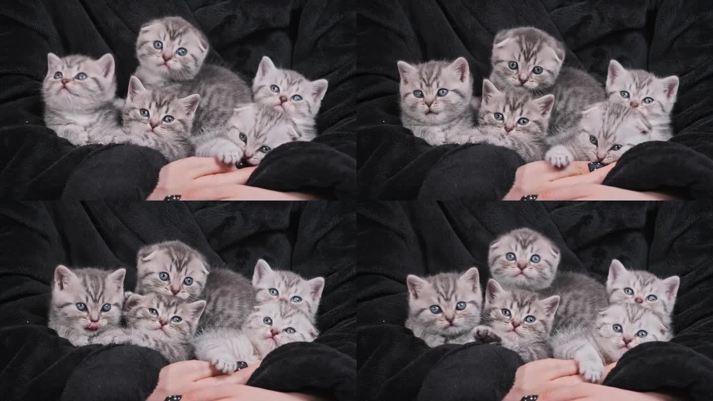 五只可爱的小猫坐在女性手中，同时环顾四周