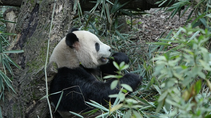 四川都江堰熊猫谷吃竹叶的大熊猫