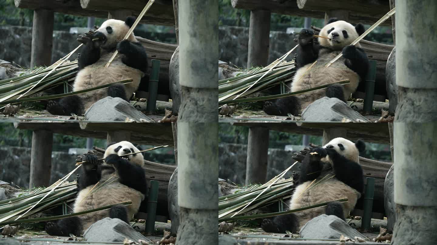 四川都江堰熊猫乐园大熊猫青花吃竹子
