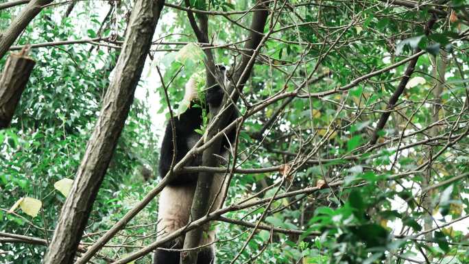 四川成都熊猫基地大熊猫蛋烘糕