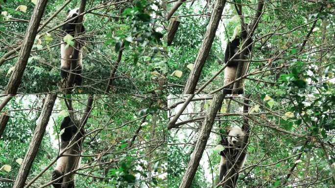 四川成都熊猫基地大熊猫蛋烘糕