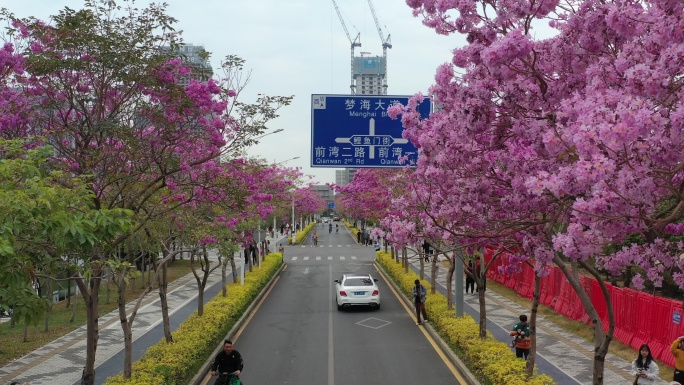 紫花风铃木