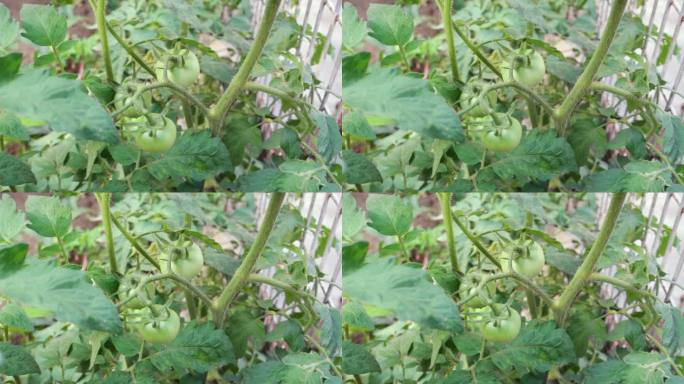 在一个有机的印度农场里，生的绿色西红柿挂在一起的特写镜头。北阿坎德邦印度。