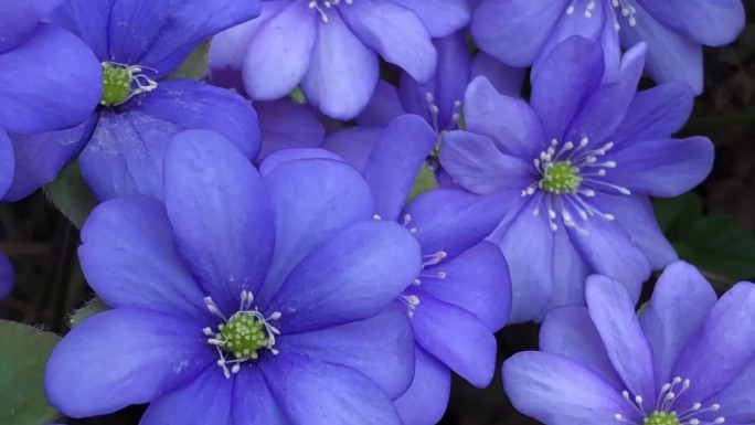 蓝色报春花摇曳，苔花特写