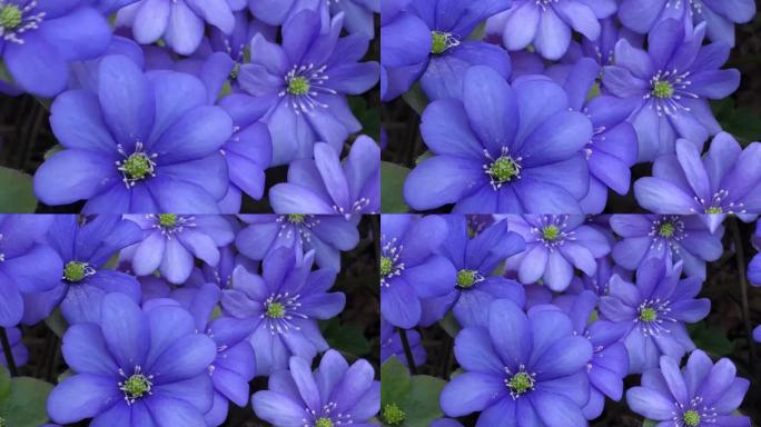 蓝色报春花摇曳，苔花特写