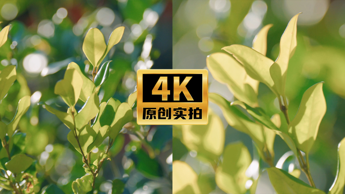 4K春天清新绿色树叶植物