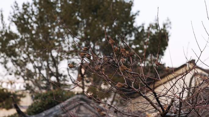 江南园林南京瞻园树枝上的麻雀