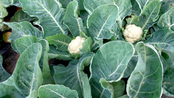 【4K】花菜 花菜生长期 花椰菜种植