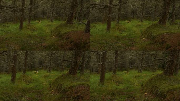 位于苏格兰高地的针叶林，有茂密的灌木