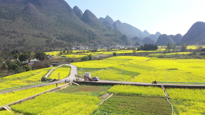 贵州兴义： 油菜花开景如画