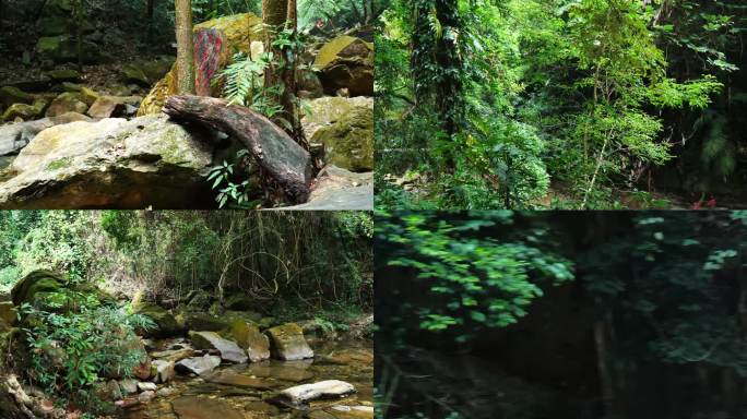 广东肇庆鼎湖山自然风光风景景区绿植山水