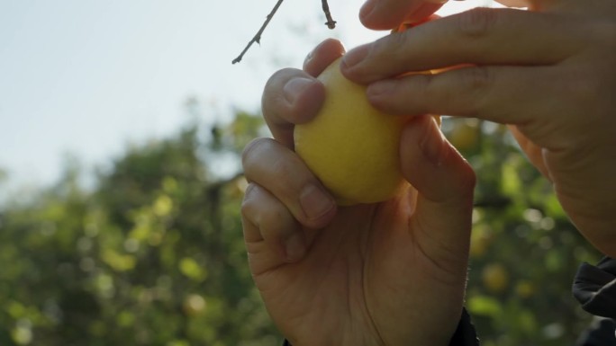一名男子在阳光下从树上摘下一颗柠檬，镜头以慢镜头绕来绕去。