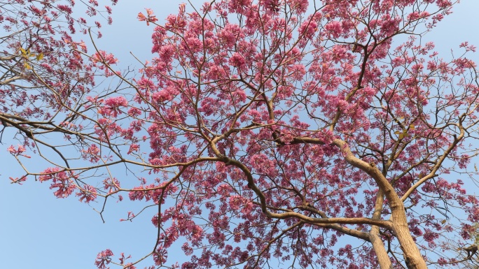 紫花风铃木