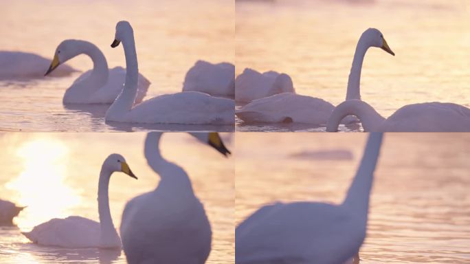 冬季寒冷冰河上野生的白天鹅在嬉戏飞翔觅食