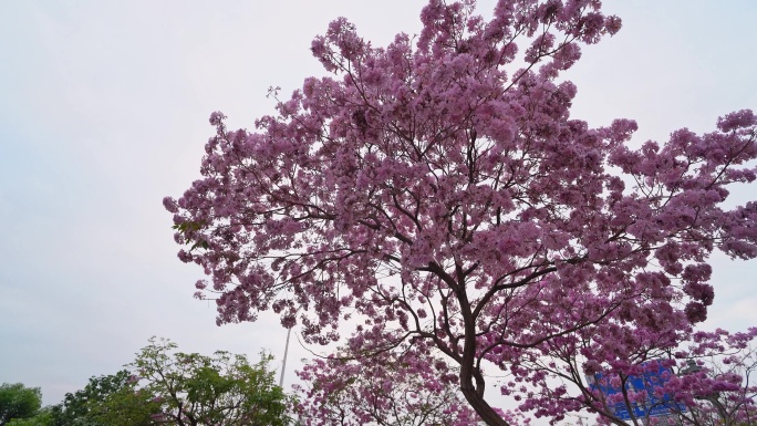 紫花风铃木