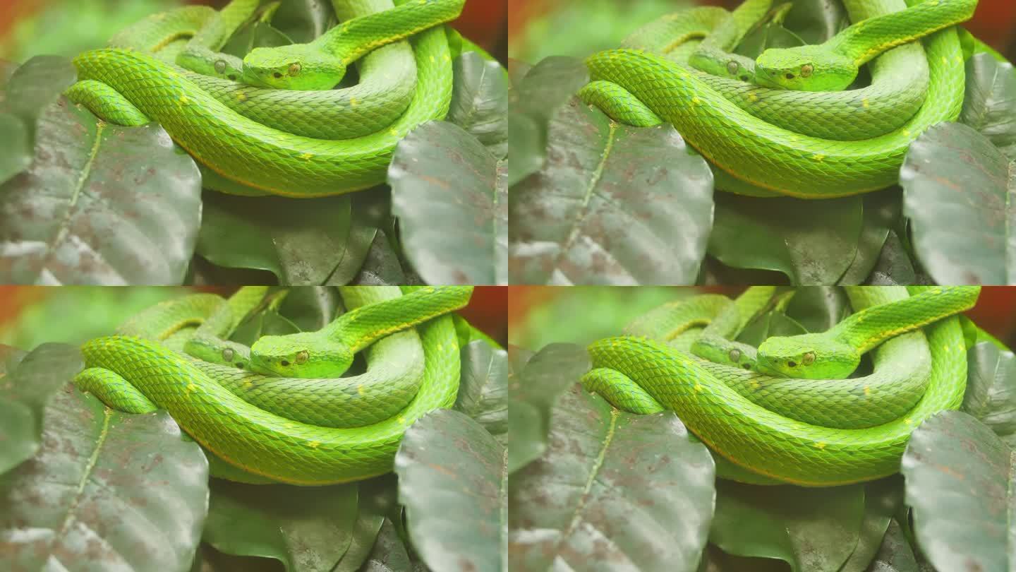 哥斯达黎加绿蝮蛇