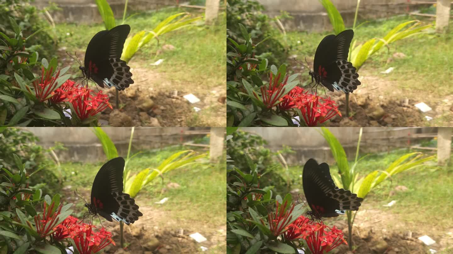 印度蓝色的摩门教蝴蝶展开翅膀。