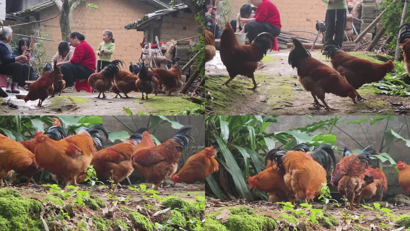 农家鸡农村房子庭院里的鸡溜达鸡