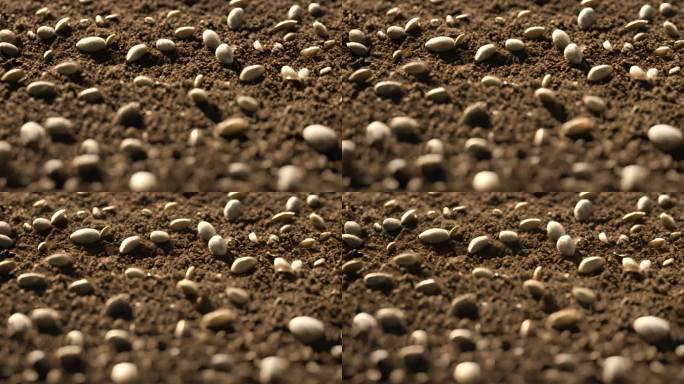 土地土壤种子 新生的植物万物复苏种子发芽