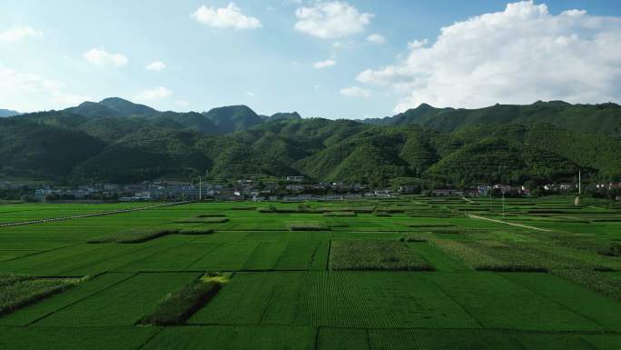 航拍绿油油杂交水稻种植农田乡村