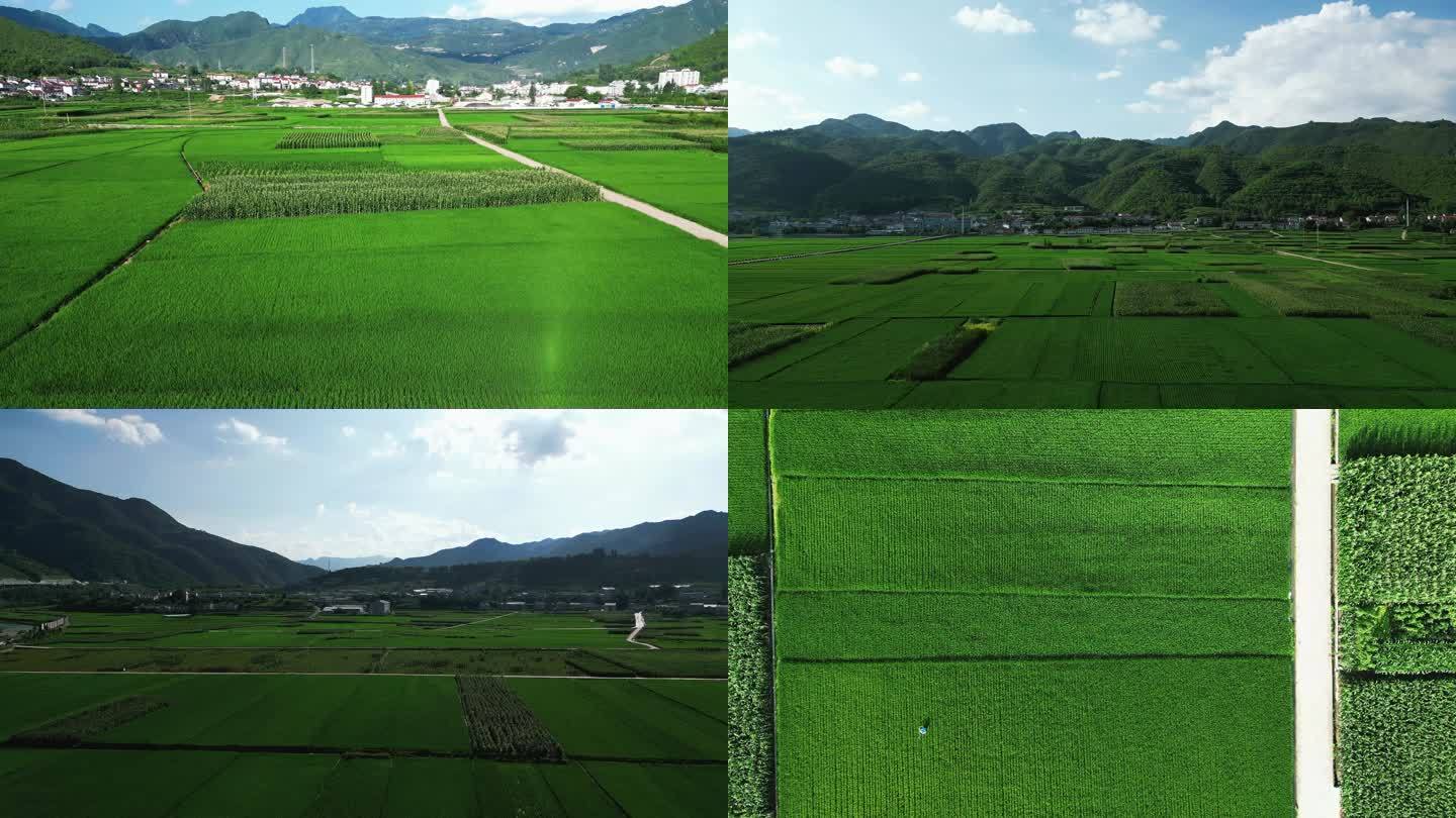 航拍绿油油杂交水稻种植农田乡村