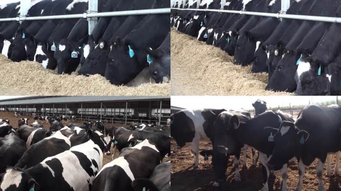 奶牛养殖场牛奶厂牧场基地科技养殖奶牛
