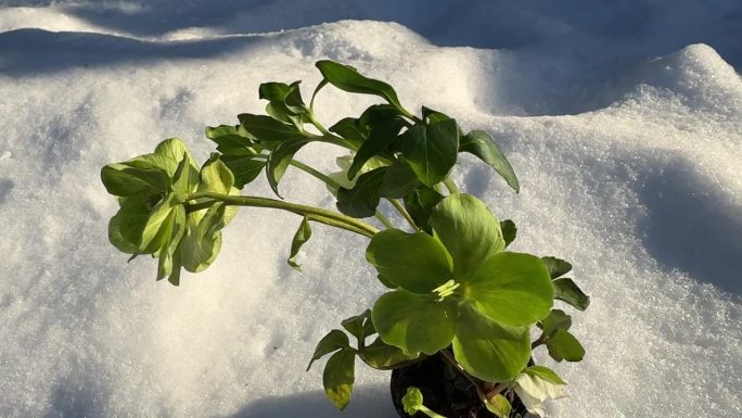 在冬天的雪地里种植海棠圣诞玫瑰。