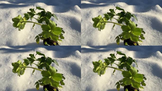 在冬天的雪地里种植海棠圣诞玫瑰。