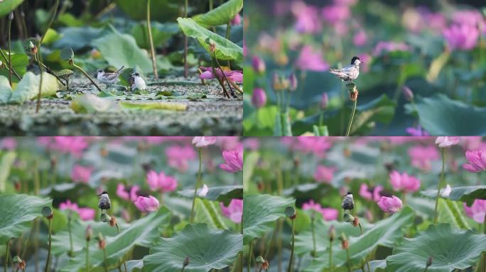 荷塘须浮鸥特写视频合集