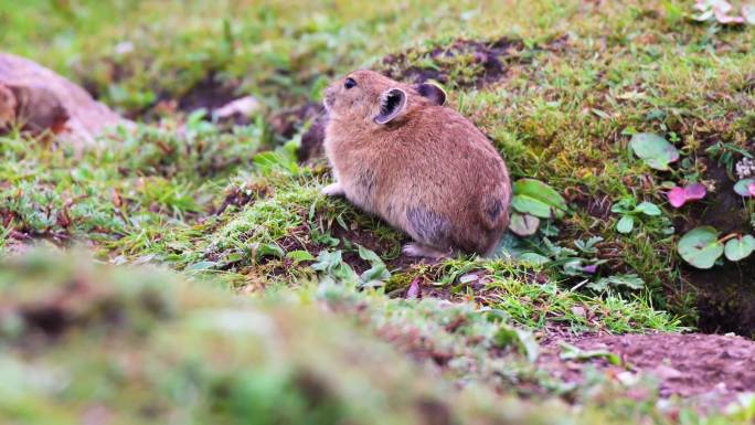 在大草原上吃草的鼠兔