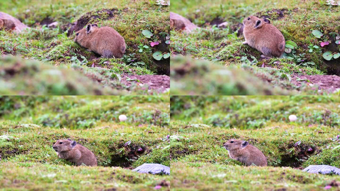 在大草原上吃草的鼠兔
