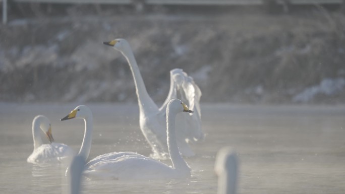 冬季寒冷冰河上野生的白天鹅在嬉戏飞翔觅食