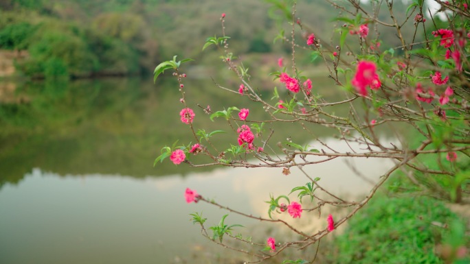 春天桃花盛开桃花园