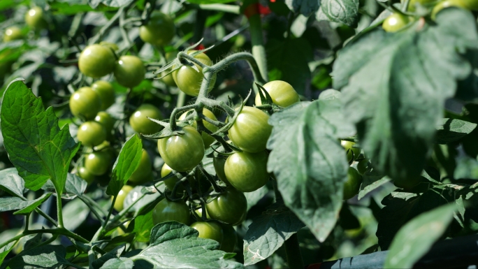 青色小番茄 小番茄 圣女果 番茄种植1