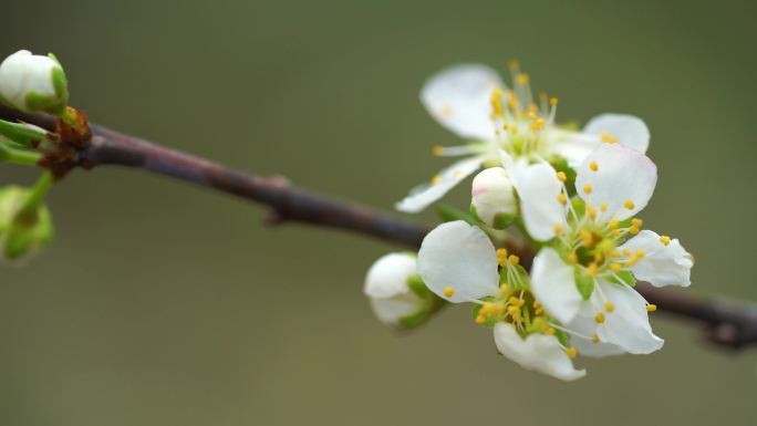 李花盛开 春天的味道 蜜蜂采花