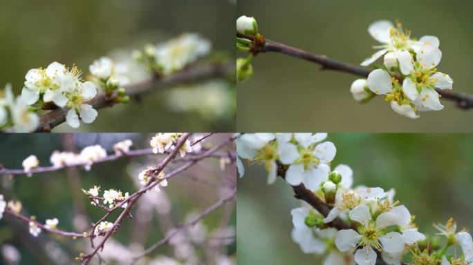 李花盛开 春天的味道 蜜蜂采花