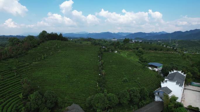 绿色茶园茶叶种植基地航拍