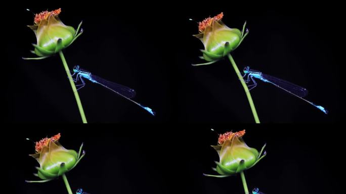 视频微距——蜻蜓