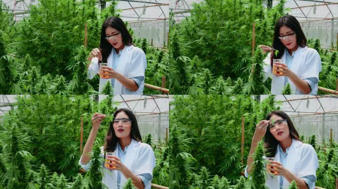 一位女科学家正在研究大麻植物的药用价值
